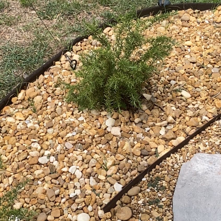 Plant care for Blue Flax.lily on Greg, the plant care app