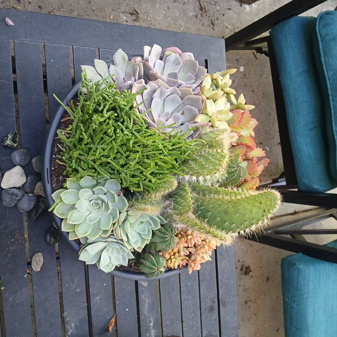 Photo of the plant species Arborescent Prickly Pear by @SunnyDeertongue named Sproutacus on Greg, the plant care app