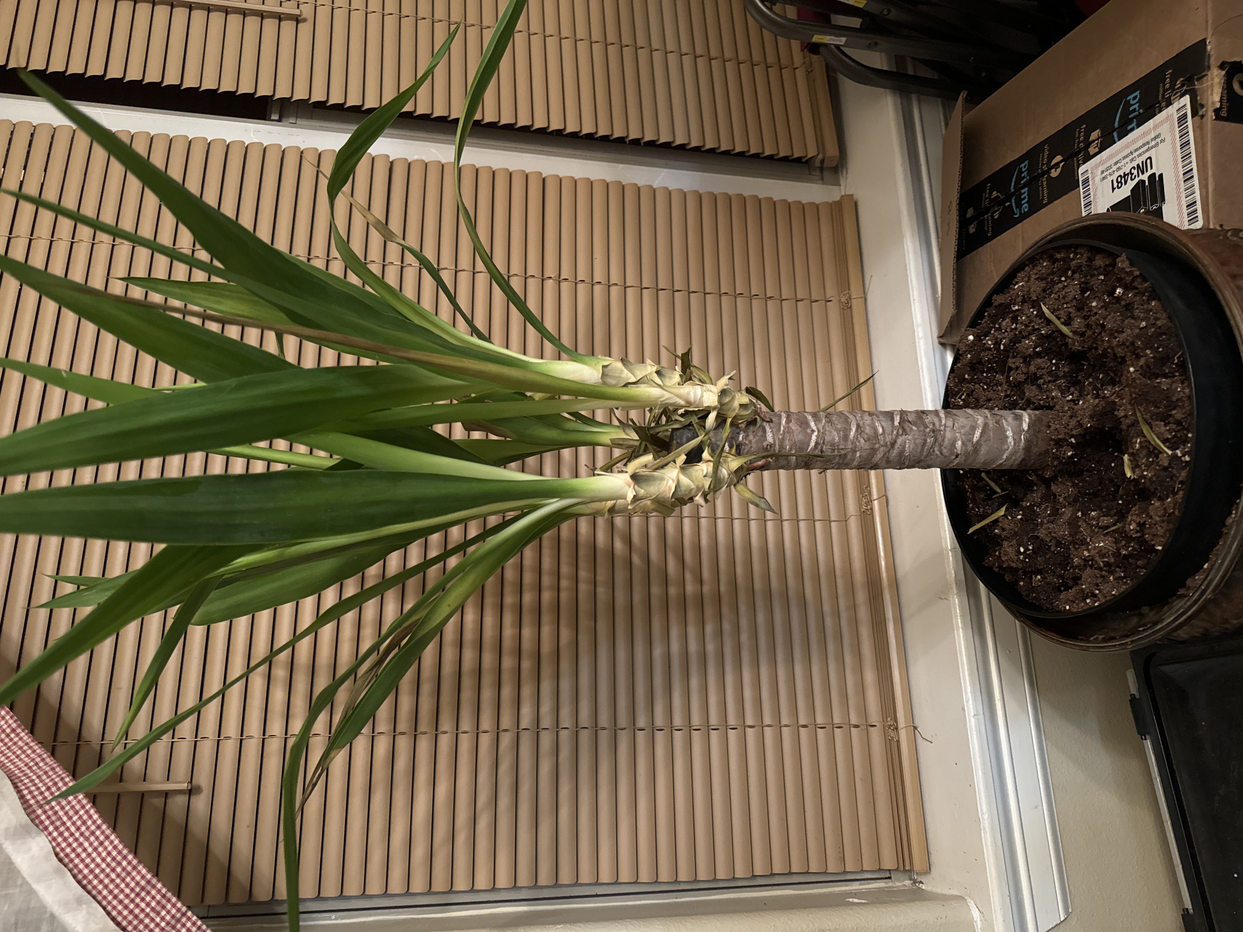 Yucca carnerosana / Conteneur de 3 à 4 litres