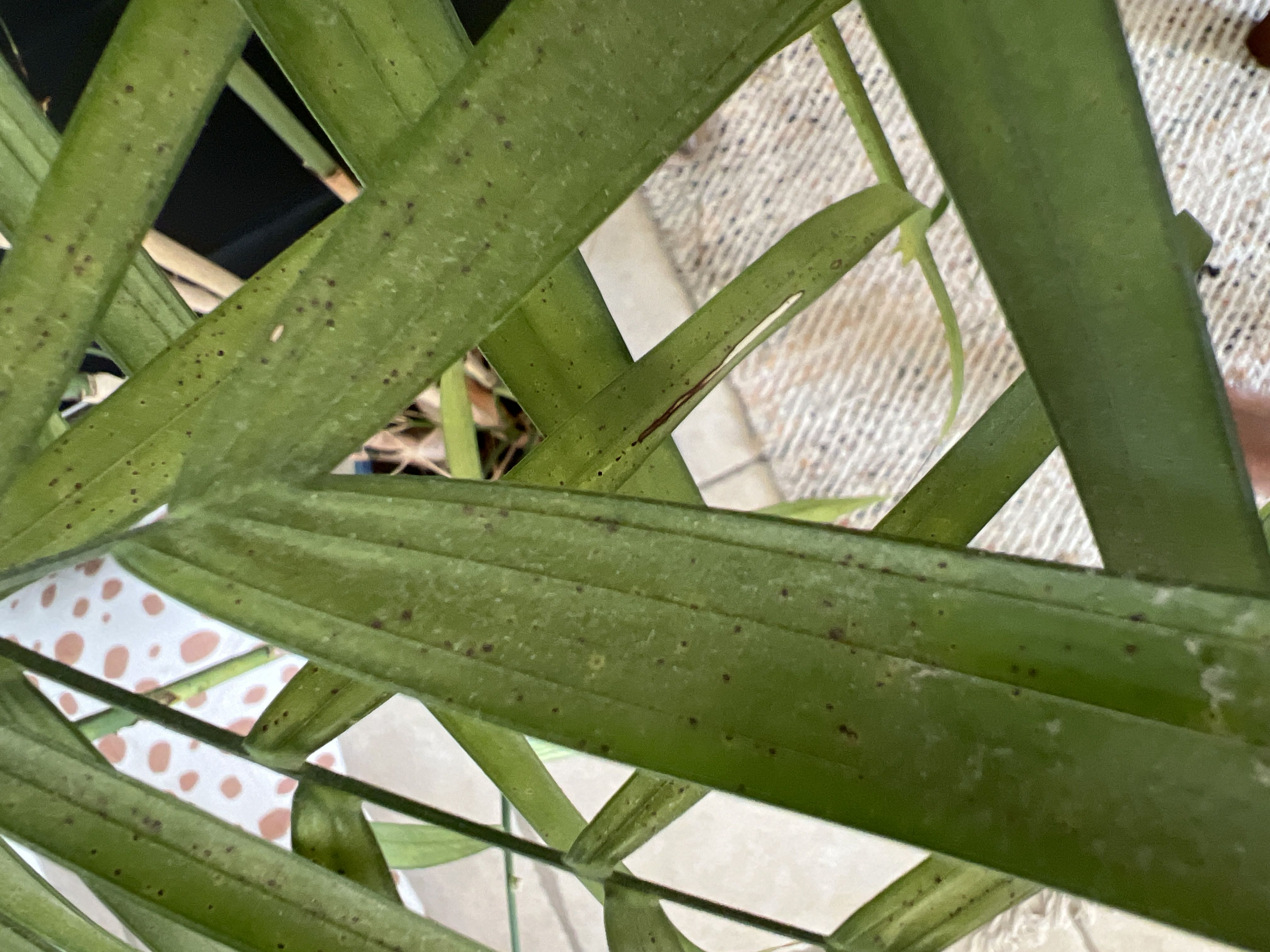 Why Are There Brown Spots On My Kentia Palm Leaves? 🍂