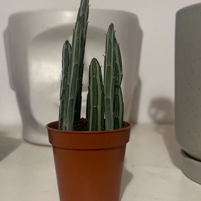 Photo of the plant species Pickle plant by @PoisedNoblefir named Huckleberry Fern on Greg, the plant care app