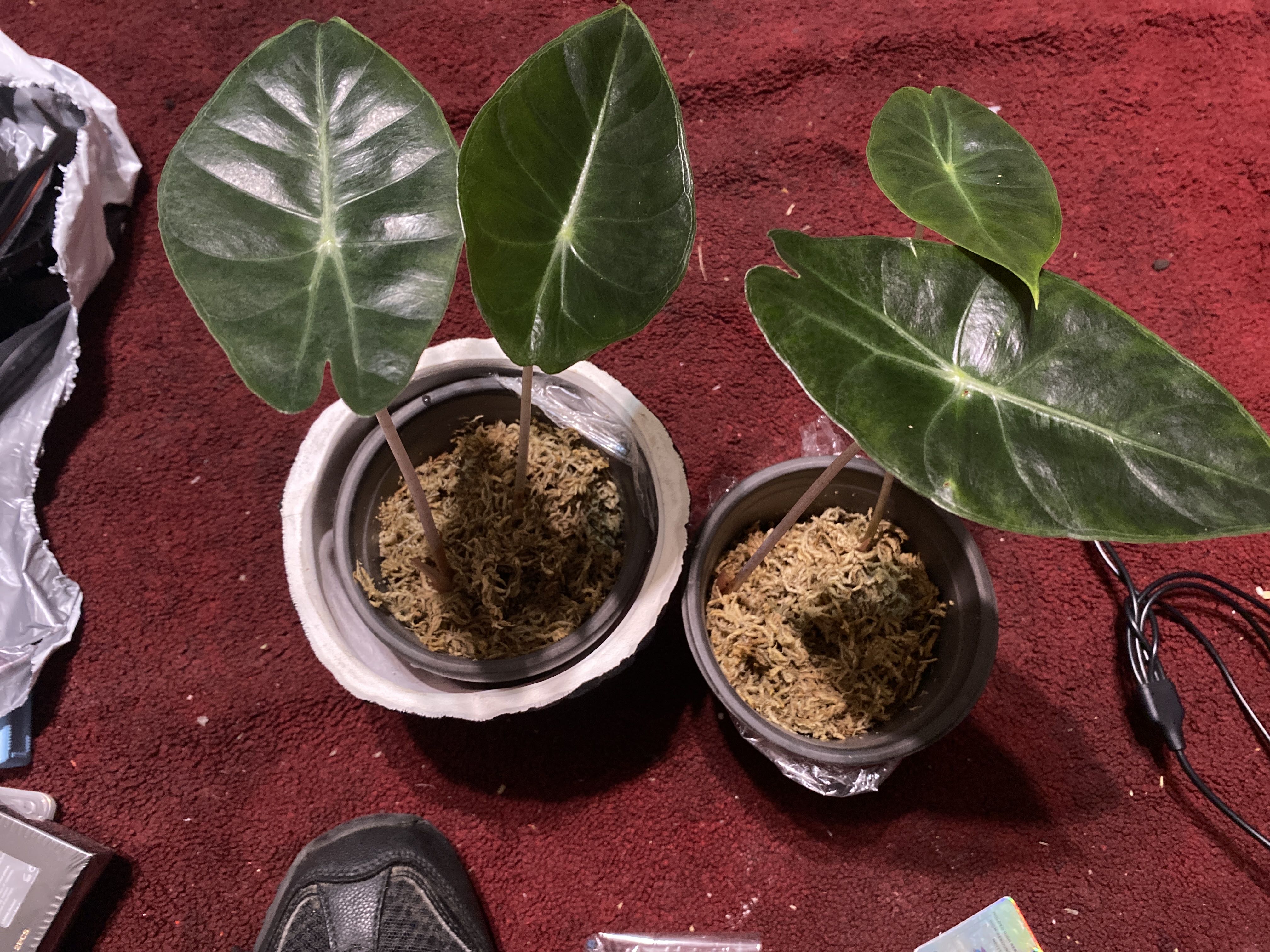 Photo from the post