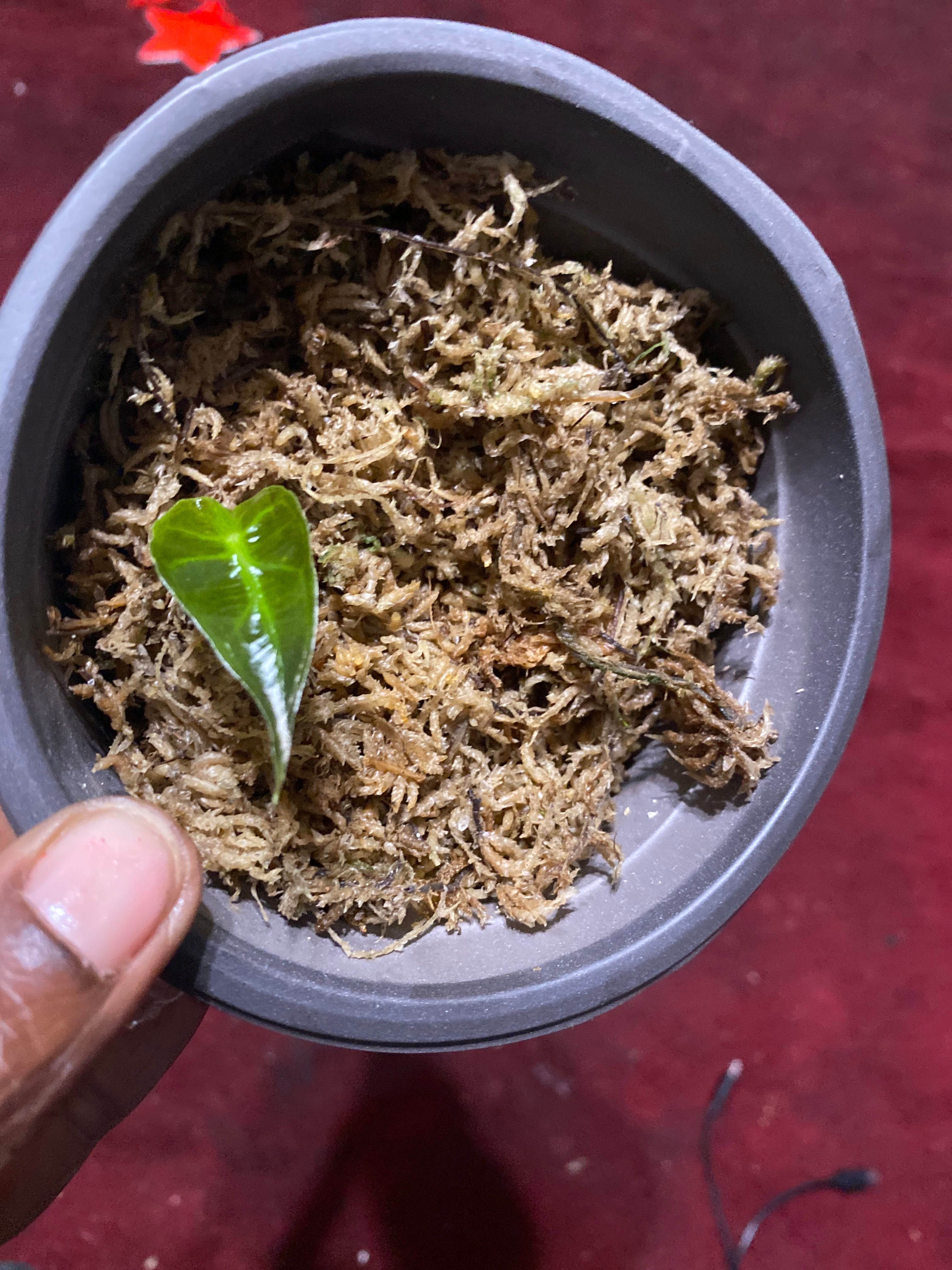 Jumbo Upright Elephant Ear Plant Care Water, Light, Nutrients Greg App 🌱