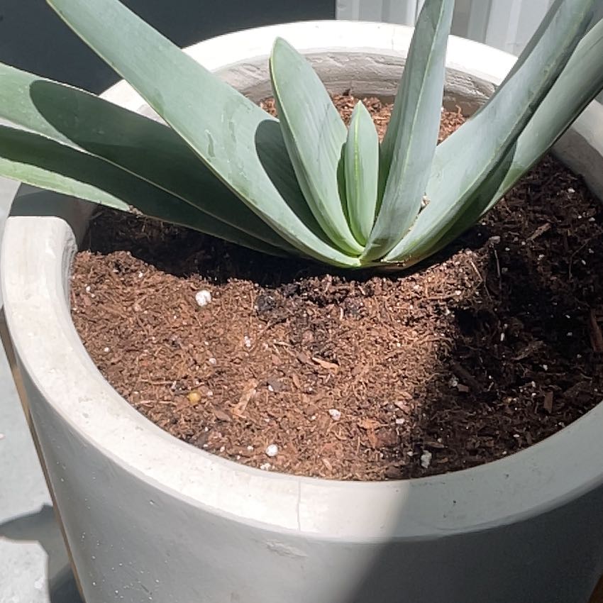 Photo of the plant species Fan Aloe by @SnazzyAlula named Walt on Greg, the plant care app