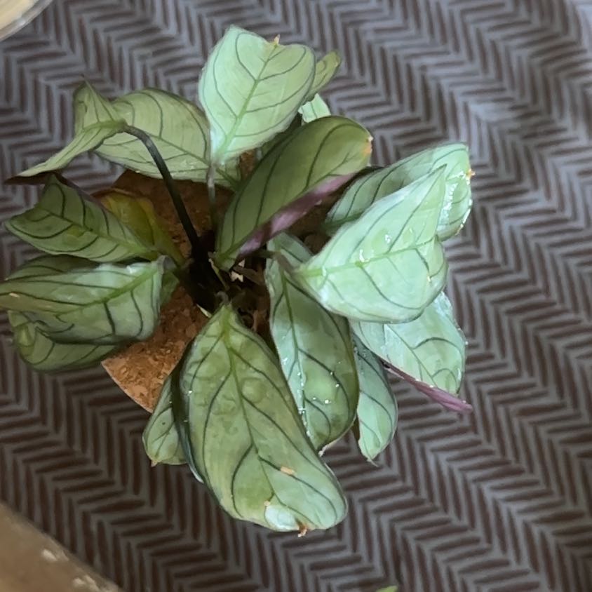Photo of the plant species Prayer Plant by @HumbleMudpuppy named Einstein on Greg, the plant care app