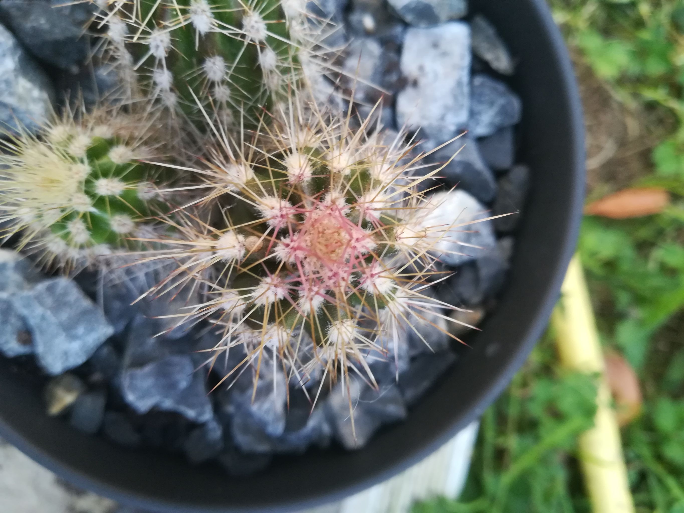 🌵 Key Milestones in Saguaro Cactus Growth