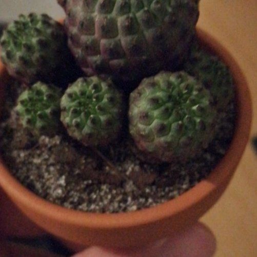 Photo of the plant species Rebutia canigueralii by @Mellow named Achilles on Greg, the plant care app