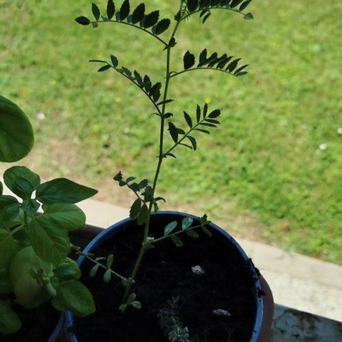 Photo of the plant species chickpea by @LikelyKudulily named Winston on Greg, the plant care app