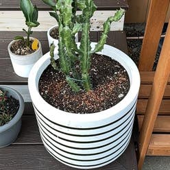 Candelabra Cactus plant