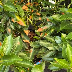 Photo of the plant species Dipladenia by @AdeptSeaaster named Lebron on Greg, the plant care app