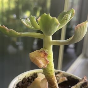 Photo of the plant species Beyonce Rainbow Echeveria by @TidyNoognug named Delilah on Greg, the plant care app