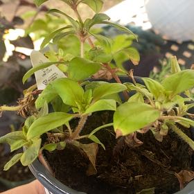 Photo of the plant species Waikiki by @CozyRedvalerian named Emerson on Greg, the plant care app
