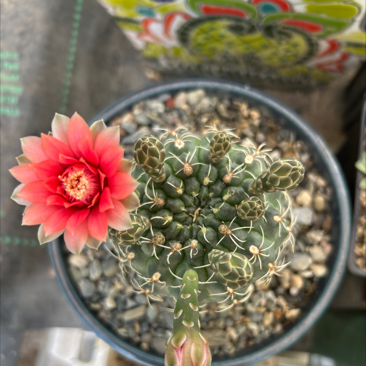 Photo of the plant species Spider Cactus by @SuperbCurrytree named Forrest on Greg, the plant care app