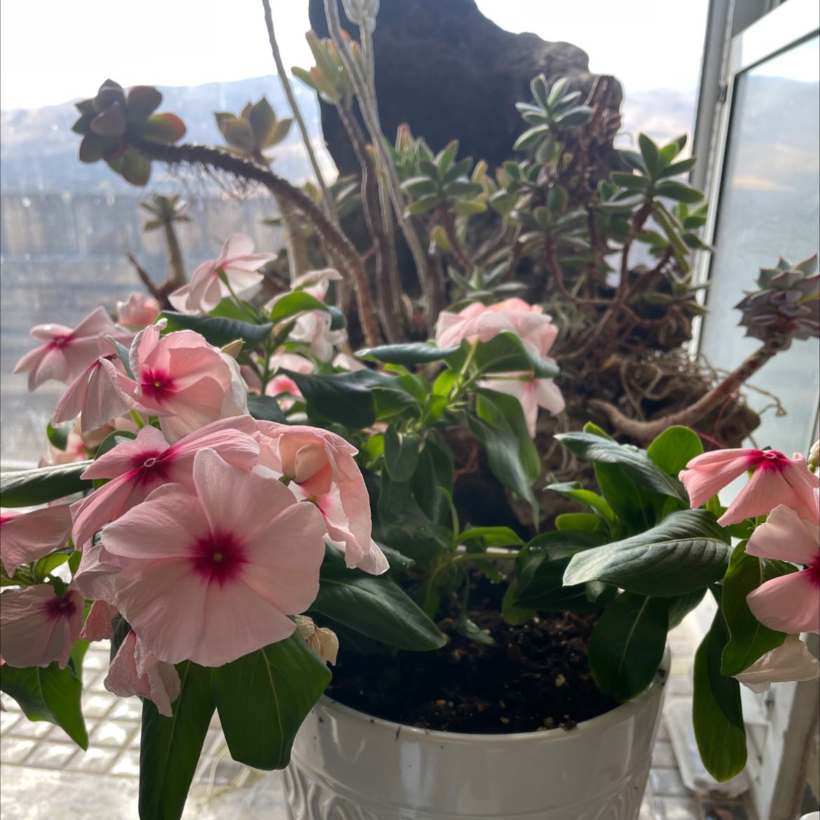 Potted Bright Eyes plant with pink flowers and green leaves, other plants in background.