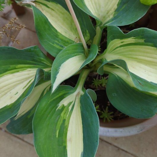 Photo of the plant species Hosta sieboldii by @GiddyGingerpine named Gates on Greg, the plant care app