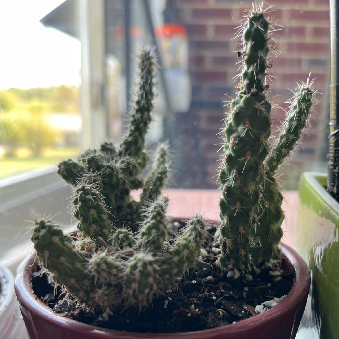 Photo of the plant species Cane Cholla by @Hunterh.1718 named Planty on Greg, the plant care app