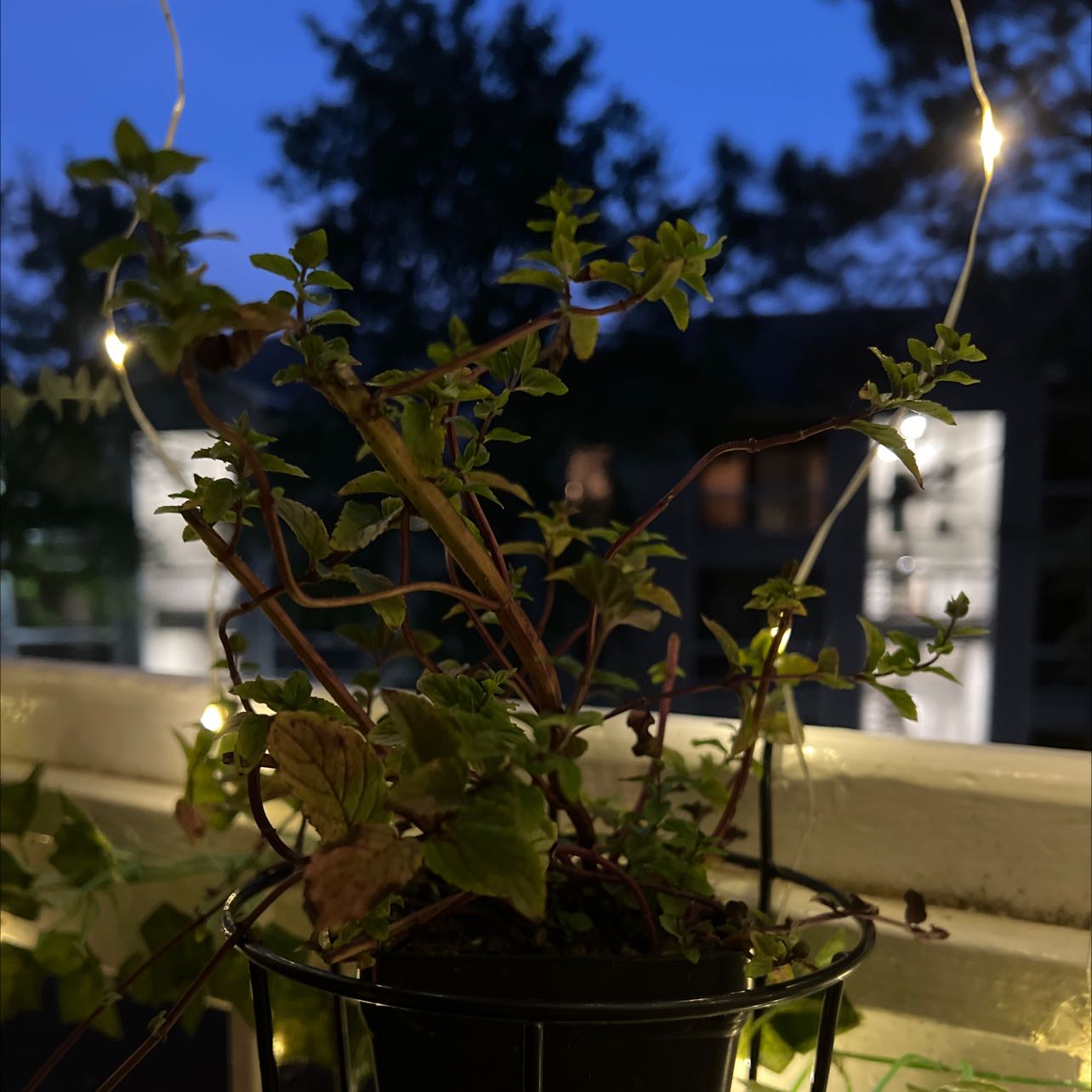 Peppermint plant in a pot with some browning leaves, taken in the evening with decorative lights.