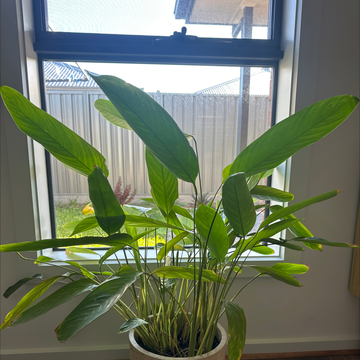 Photo of the plant species Araruta by @SageDovetree named Lebron on Greg, the plant care app