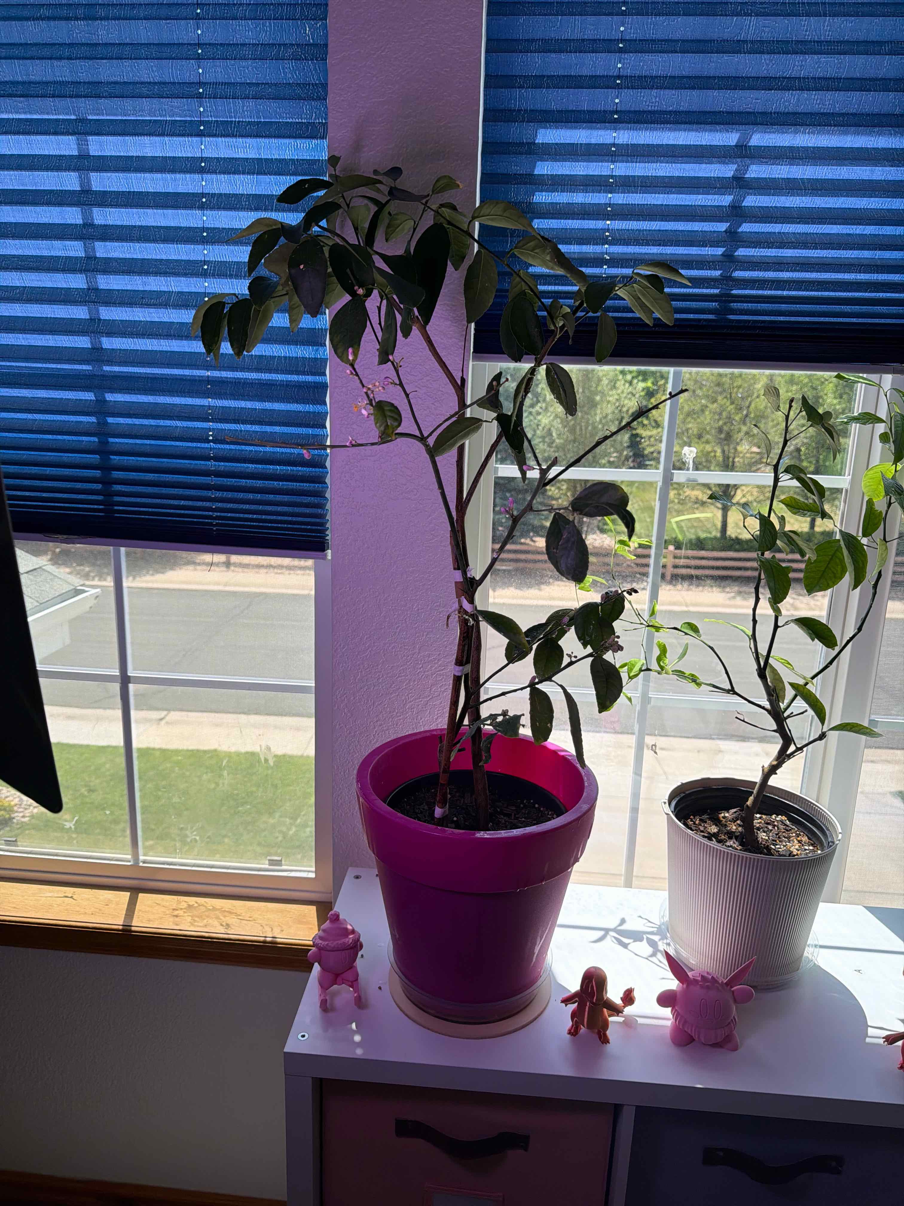 Photo of the plant species Lemon and Lime Tree by @LemonLife named Gimlet on Greg, the plant care app
