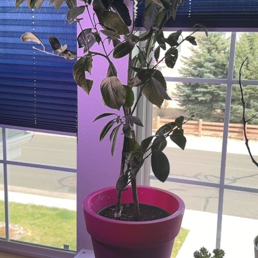 Photo of the plant species Lemon and Lime Tree by @LemonLife named Gimlet on Greg, the plant care app