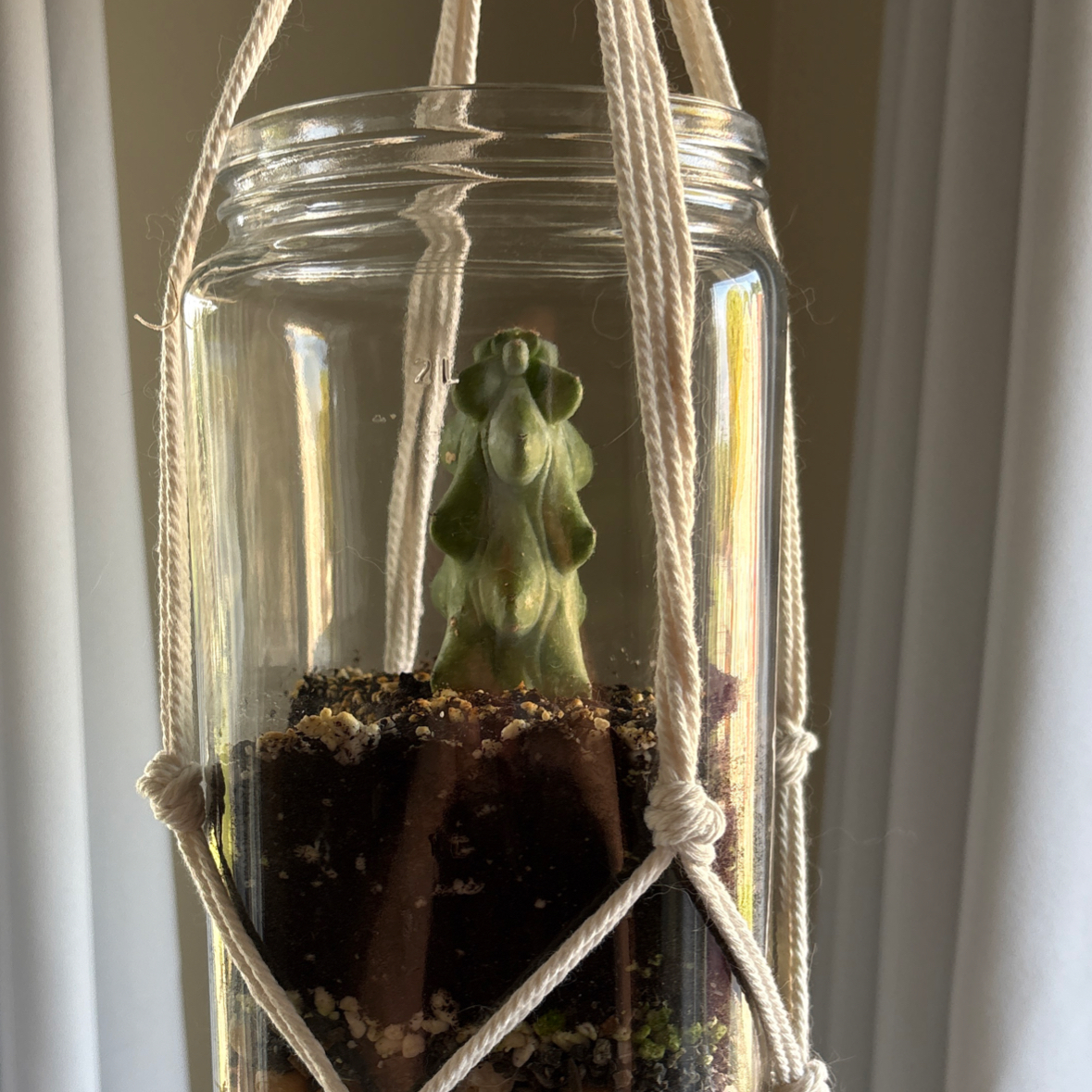 Photo of the plant species Boobie cactus by @ohno named titties on Greg, the plant care app