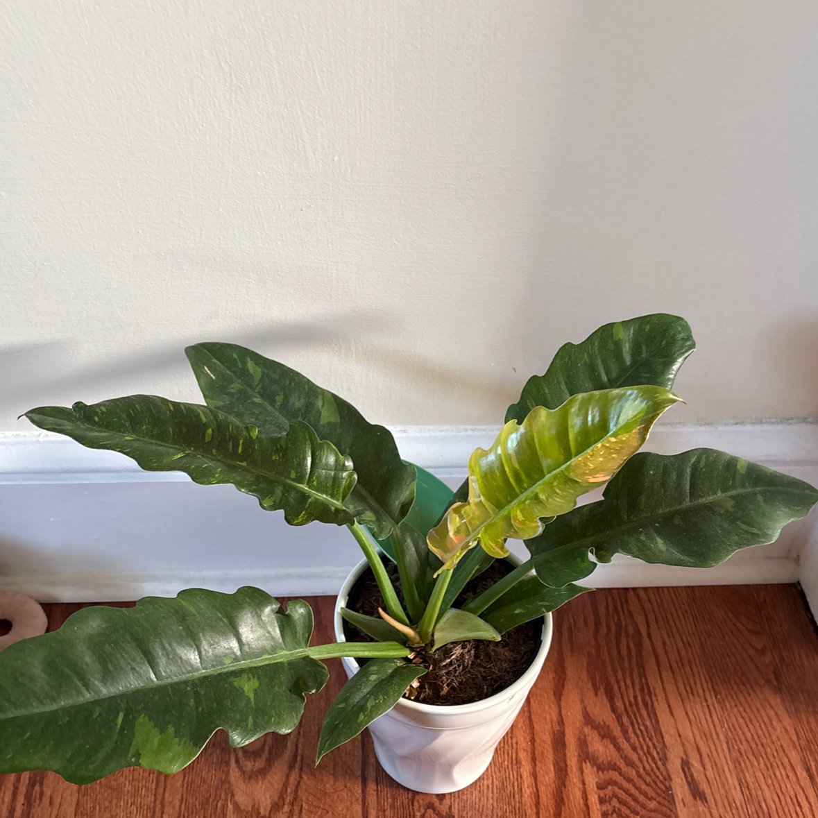 Photo of the plant species Philodendron Ring Of Fire by @ohno named Shakira on Greg, the plant care app
