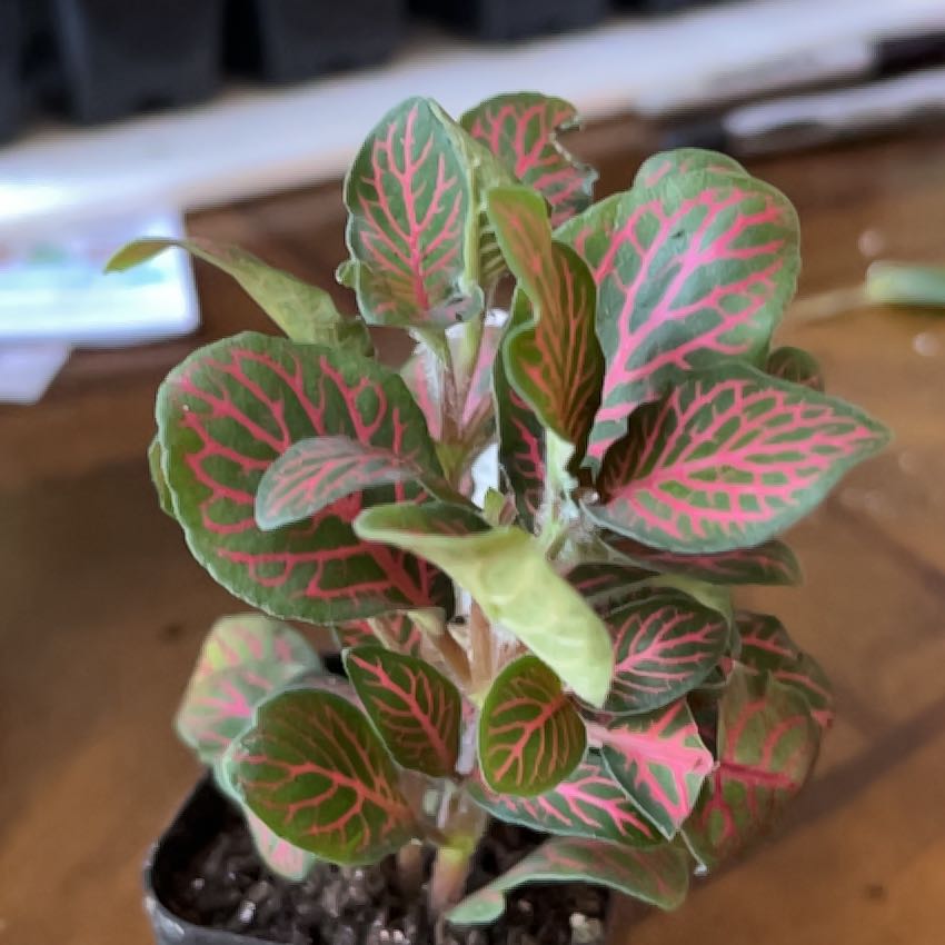 Photo of the plant species Nerve Plant by @Jen-newplantmom named Queen on Greg, the plant care app