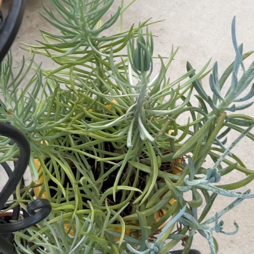 Photo of the plant species Dwarf Clone by @Jen-newplantmom named Zion on Greg, the plant care app
