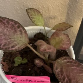 Photo of the plant species Episcia 'Pink Dreams' by @Jen-newplantmom named Pinkie on Greg, the plant care app