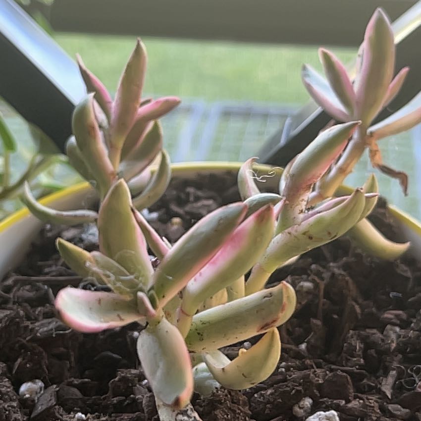 Photo of the plant species Candy Cane Crassula by @Jen-newplantmom named Candi on Greg, the plant care app