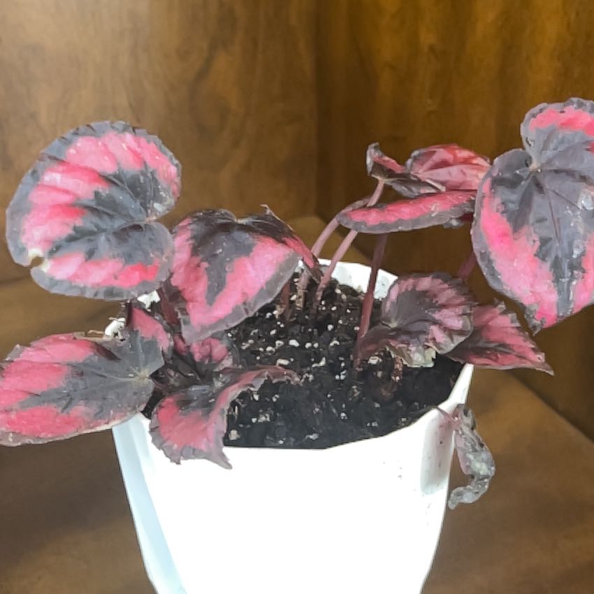 Photo of the plant species Red kiss Begonia by @Jen-newplantmom named Red on Greg, the plant care app