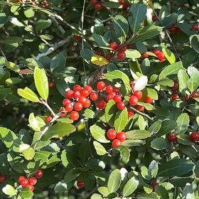 Photo of the plant species Yaupon by @LucidBloodroot named Aristotle on Greg, the plant care app