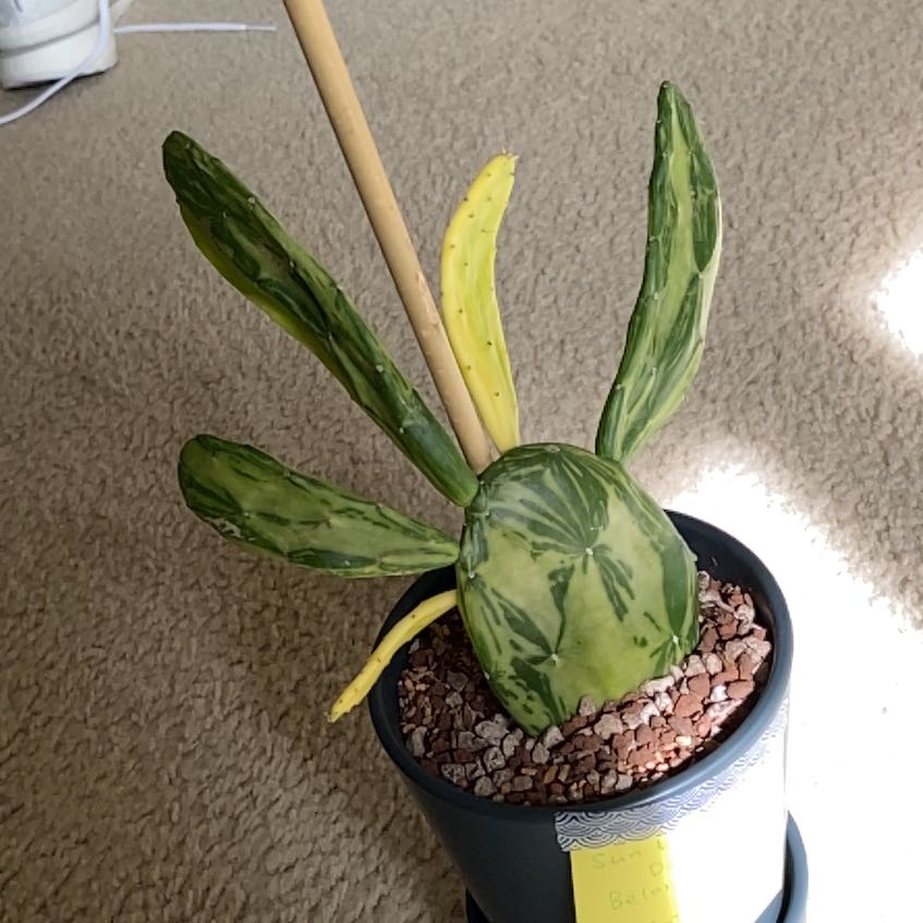 Photo of the plant species Variegated Prickly Pear Cactus by @DivineAglaonema named Gomez on Greg, the plant care app