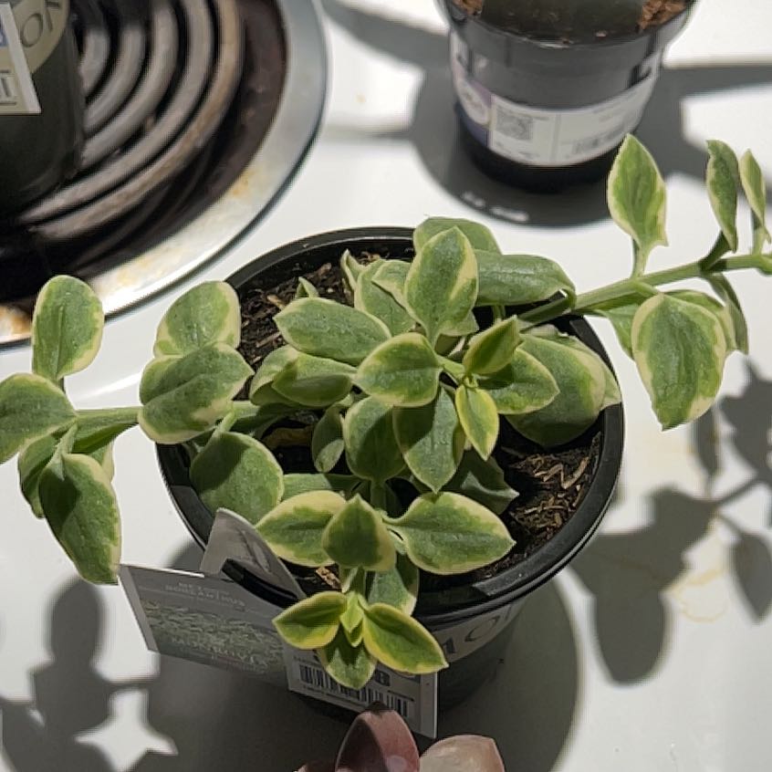 Photo of the plant species Doreanthus bellidiformis 'Mezoo' by @DapperScaldweed named Bieber on Greg, the plant care app