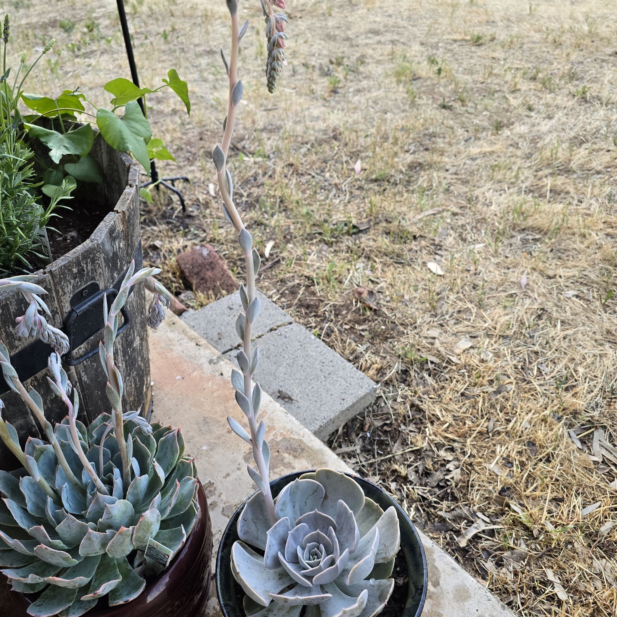 Photo of the plant species Echeveria 'Pollux' by @WhizBloodleaf named Pollux on Greg, the plant care app