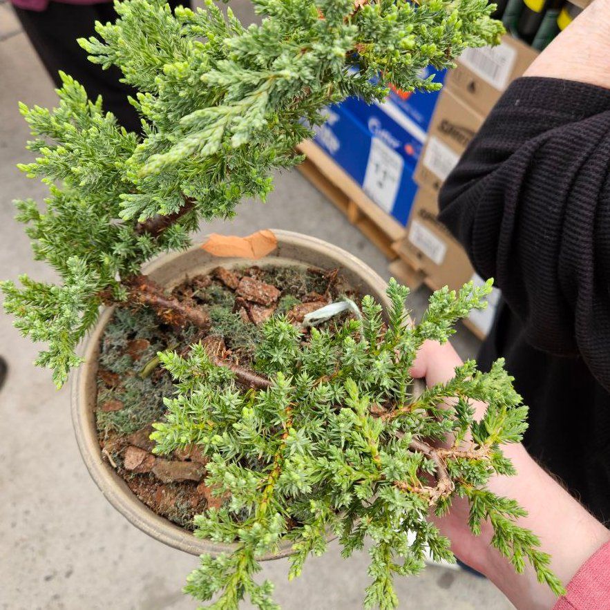 Photo of the plant species Needle Juniper by @FirstRubyelfcup named Mochi on Greg, the plant care app