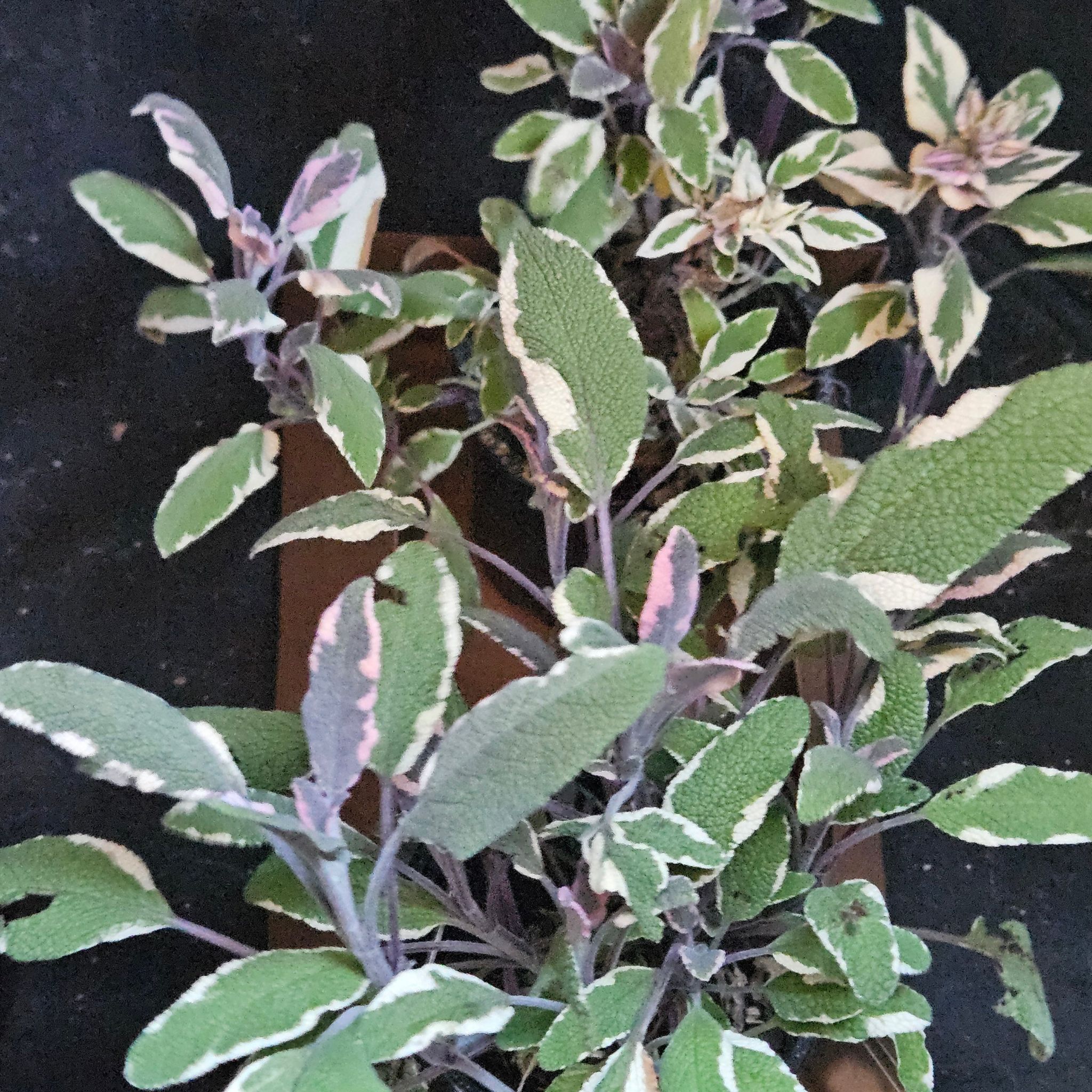Photo of the plant species Tricolor Sage by @FancierDecodon named Osmo on Greg, the plant care app