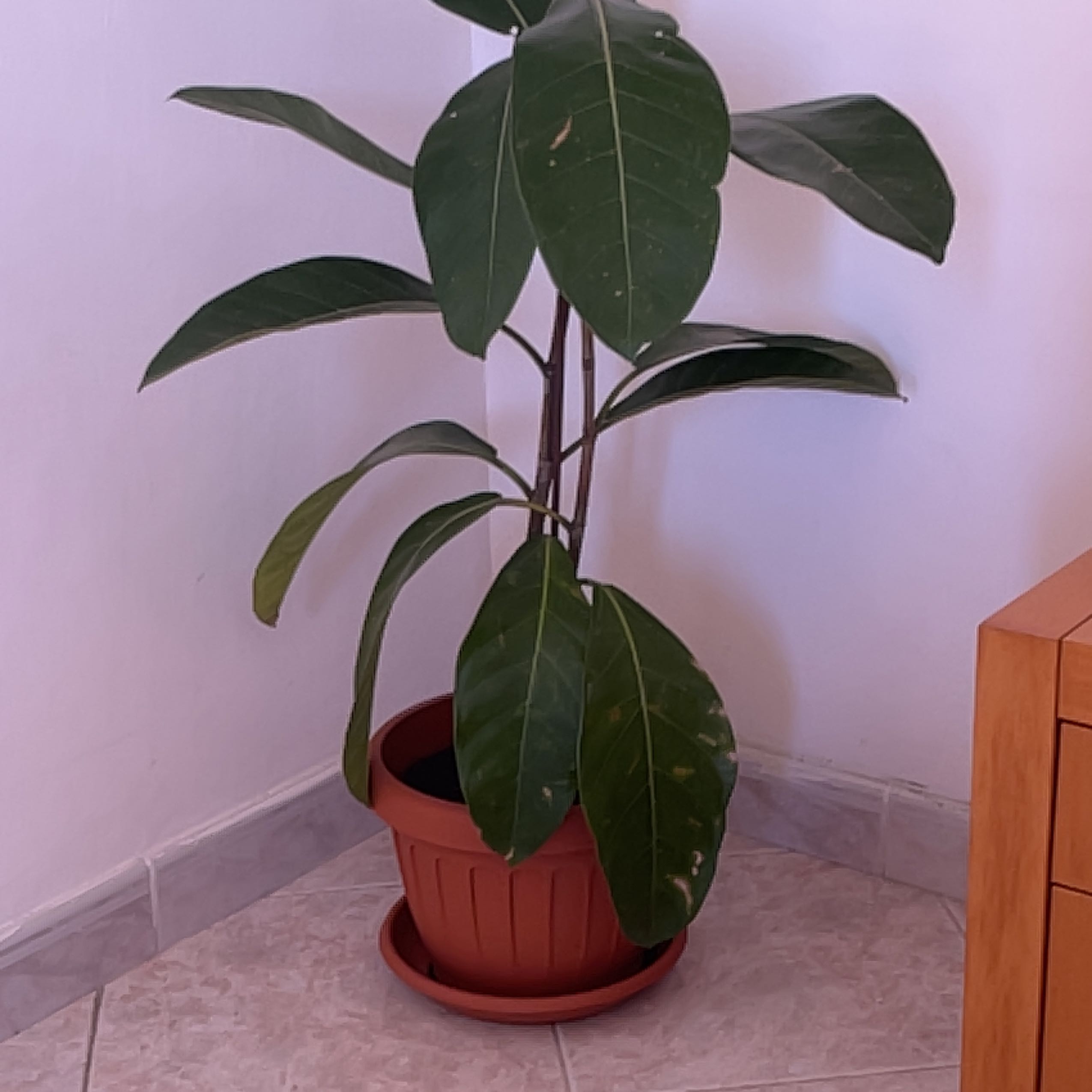 Photo of the plant species Ficus maxima by @UnharmedDogrose named Ficus on Greg, the plant care app