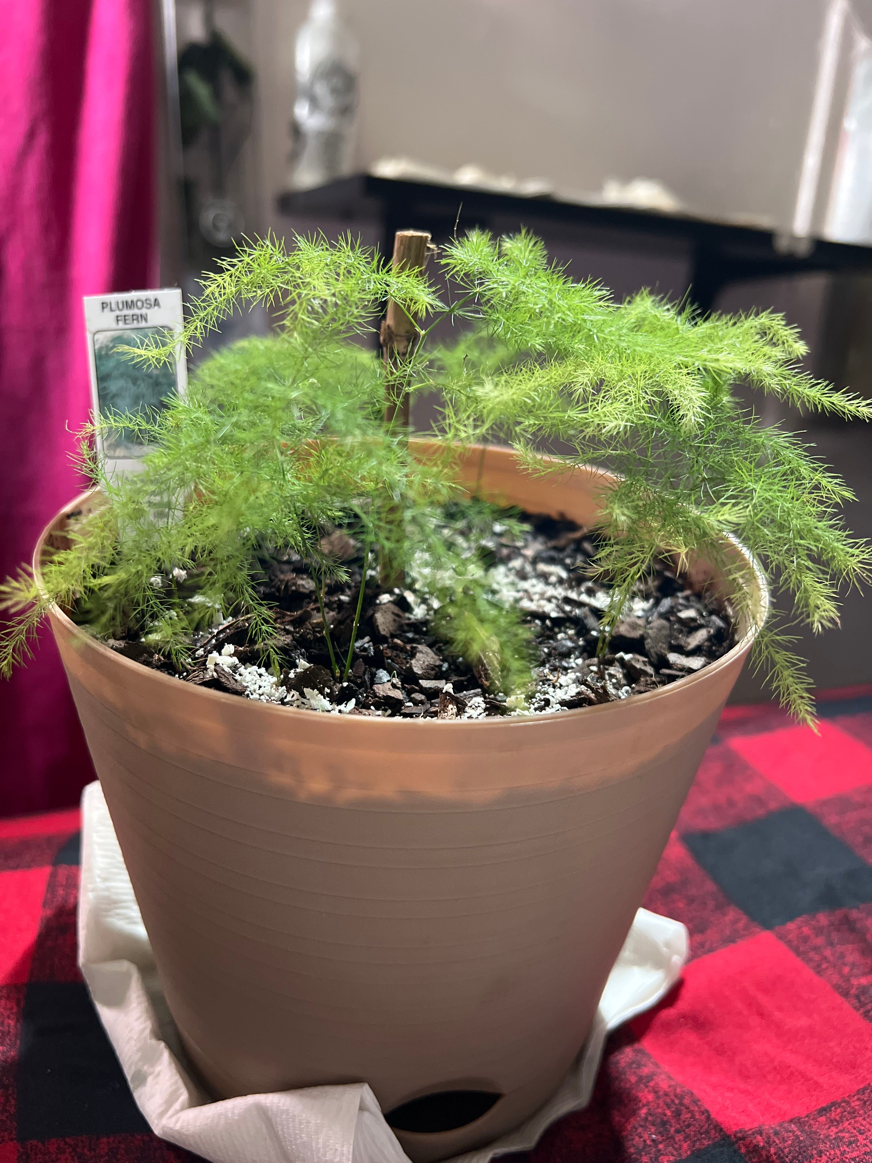 Asparagus Fern Hardiness Zones 9a11b