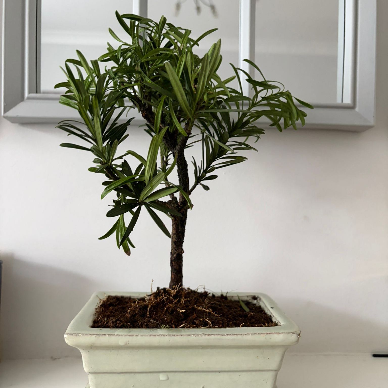 Photo of the plant species Japanese Yew by @Meki named Jew on Greg, the plant care app