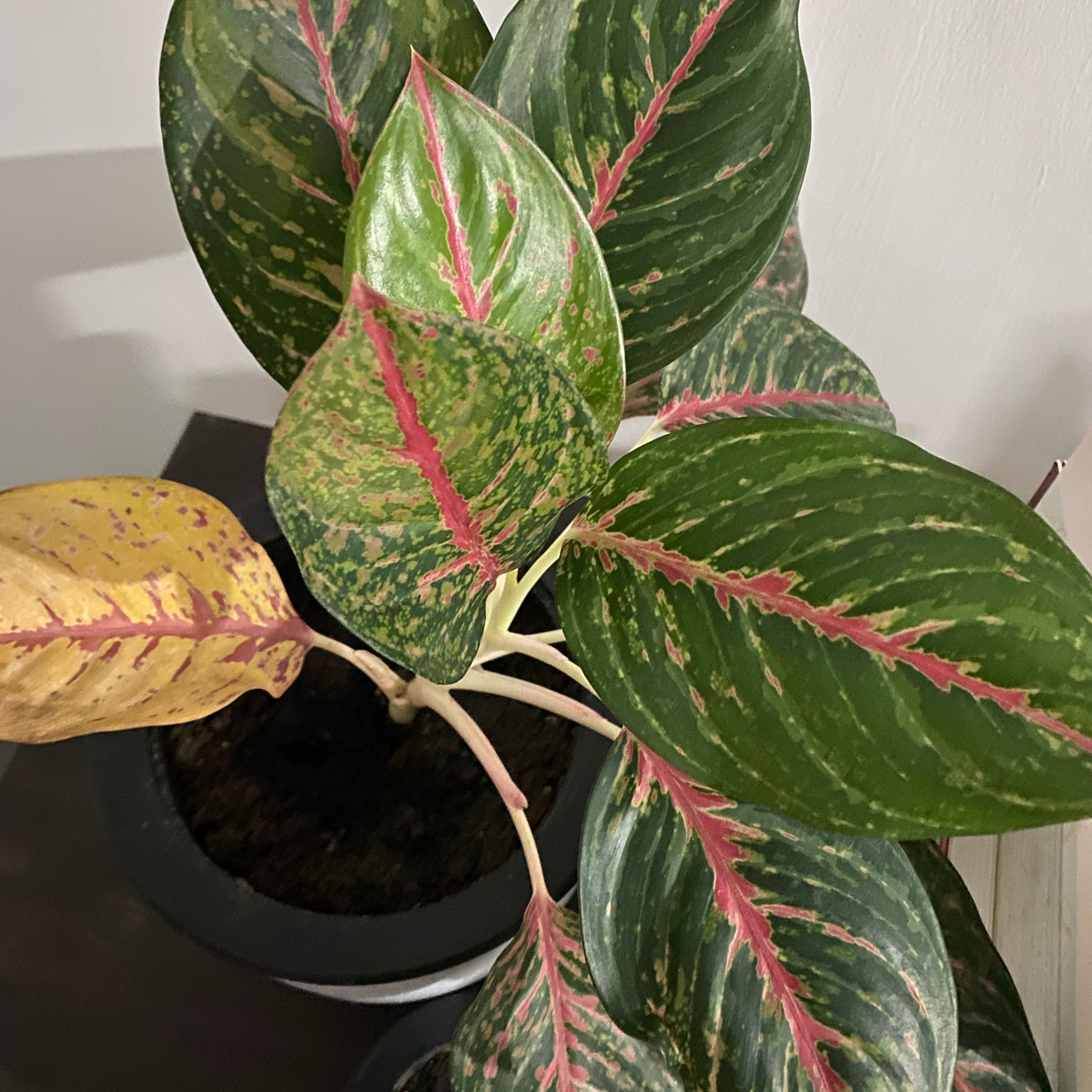 Photo of the plant species Chinese Evergreen by @ZingWalkingiris named Treeyoncé on Greg, the plant care app