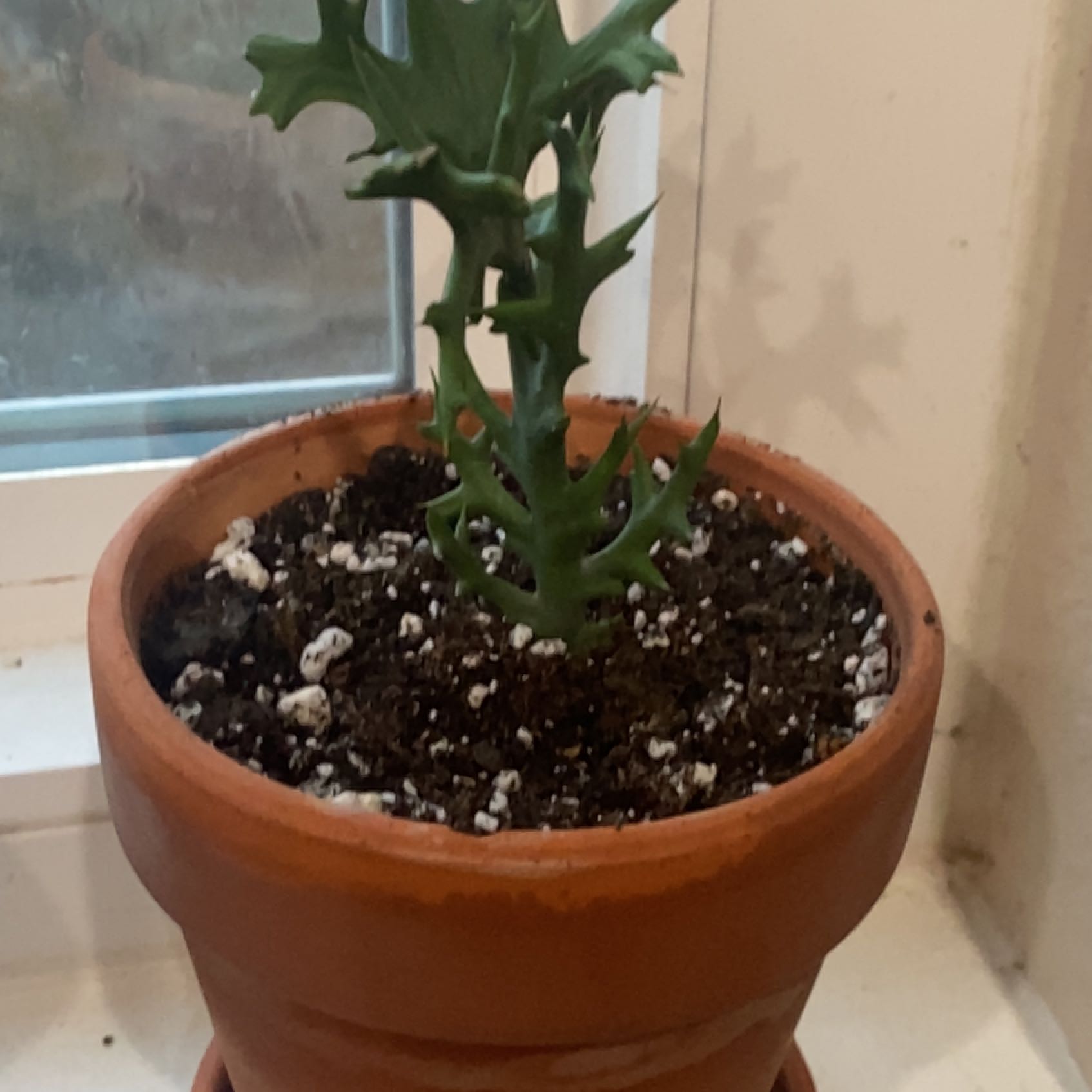 Photo of the plant species Euphorbia stenoclada by @ReneeLexx named Forb on Greg, the plant care app