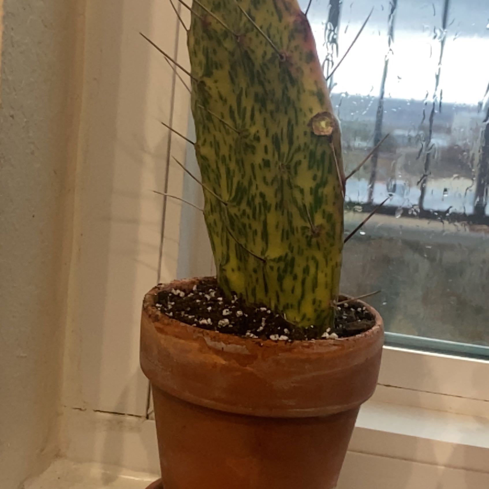 Sunburst Prickly Pear cactus in a terracotta pot near a window.