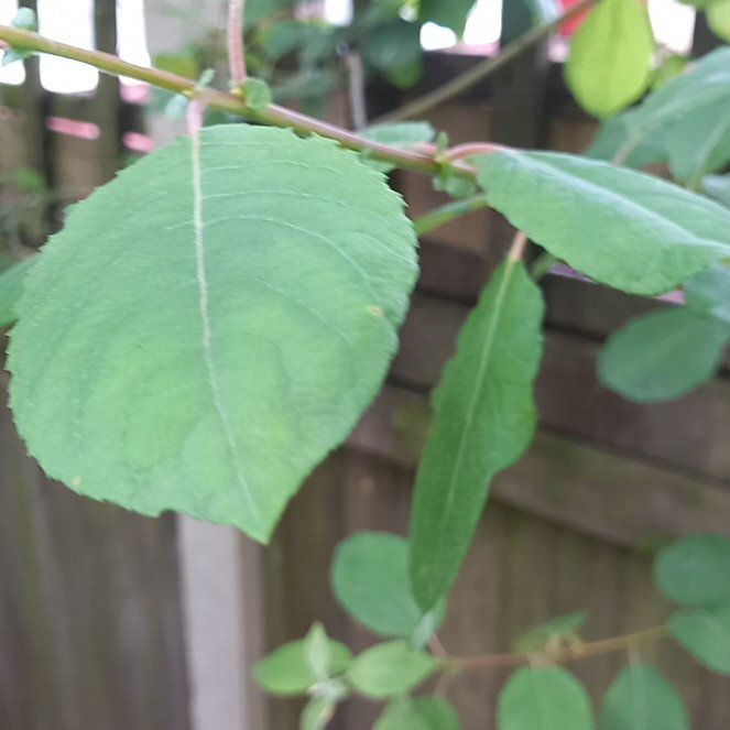 Photo of the plant species Balfour's Touch-Me-Not by @LordGreatburnet named Willow on Greg, the plant care app