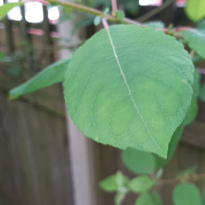 Photo of the plant species Balfour's Touch-Me-Not by @LordGreatburnet named Eva on Greg, the plant care app