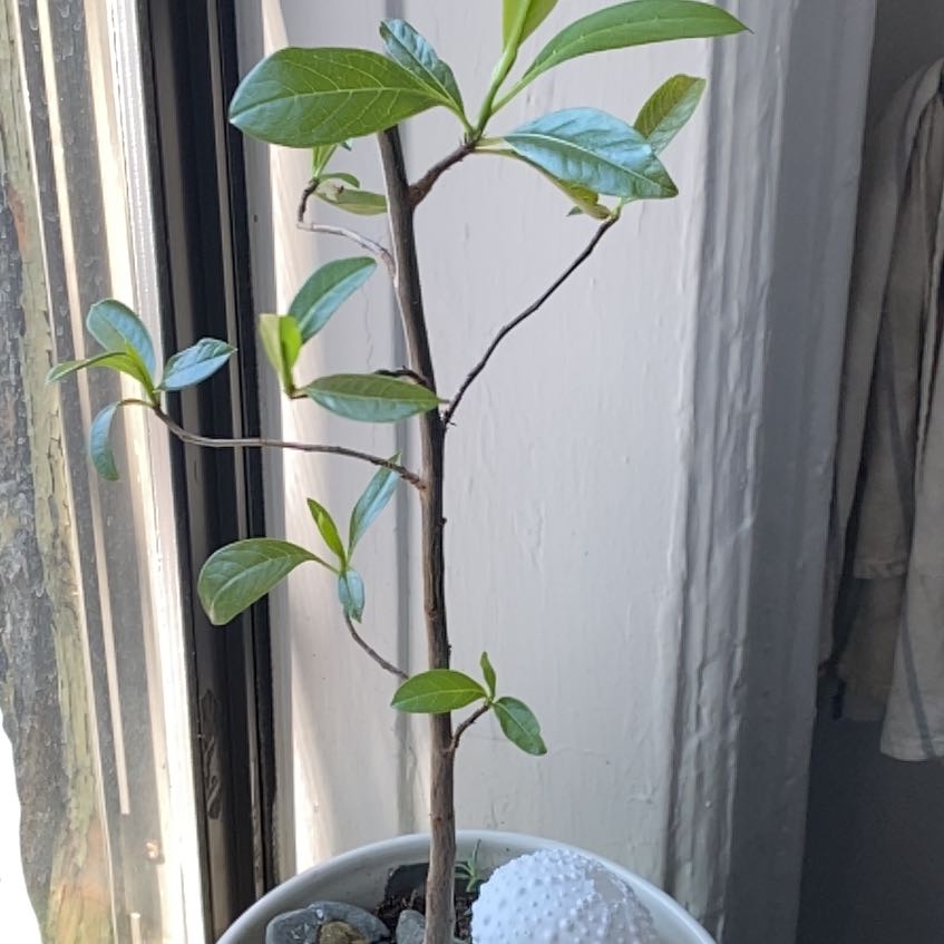 Photo of the plant species Madagascar Baobab by @KindBeakedyucca named Sol on Greg, the plant care app