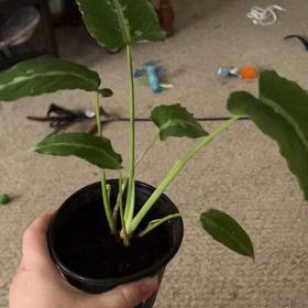 Photo of the plant species Schismatoglottis pusilla by @LightEcheveria named Peter Parker on Greg, the plant care app