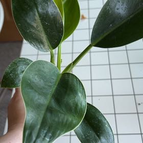 Photo of the plant species Philodendron Millions by @LightEcheveria named Surya on Greg, the plant care app