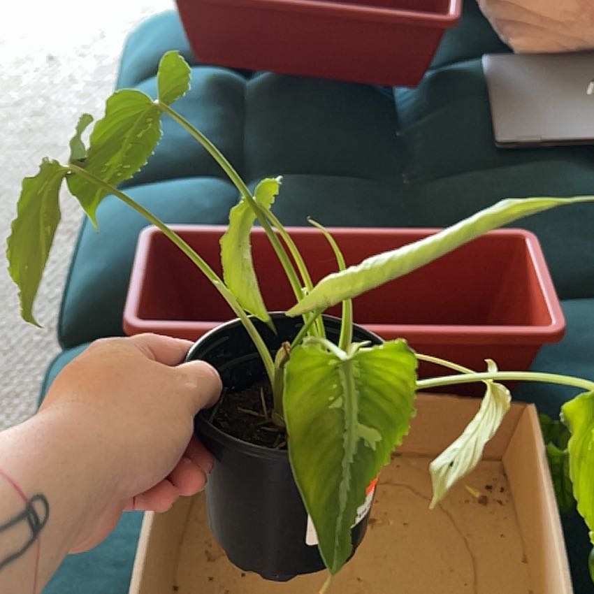 Photo of the plant species Schismatoglottis pusilla by @LightEcheveria named Elina on Greg, the plant care app