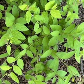 Photo of the plant species Purple Beautyberry by @RuggedLuckynut named Osmo on Greg, the plant care app